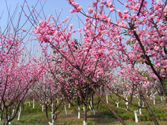 赏梅花美景，感受祖国秀美河川